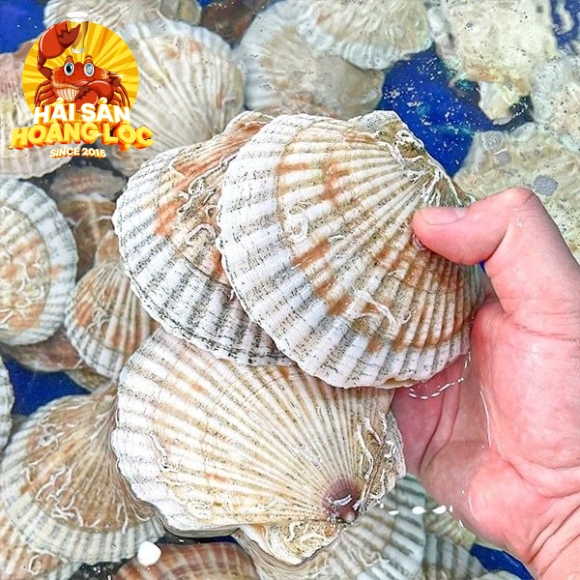Sò Điệp