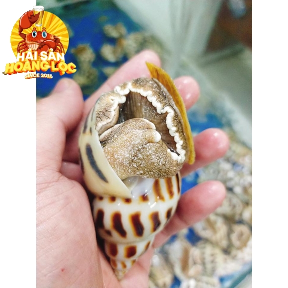 Ốc hương cồ