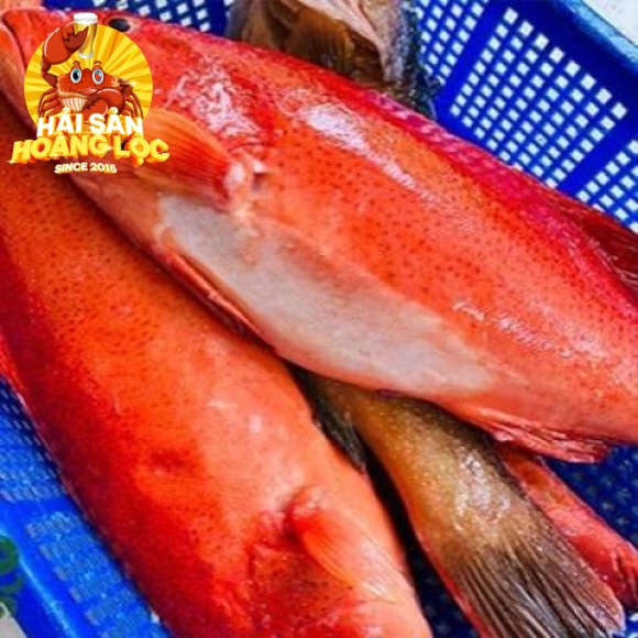Cá Bóng Mú Đỏ