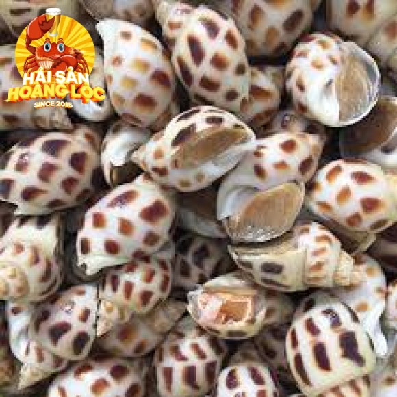 Ốc hương nhỏ