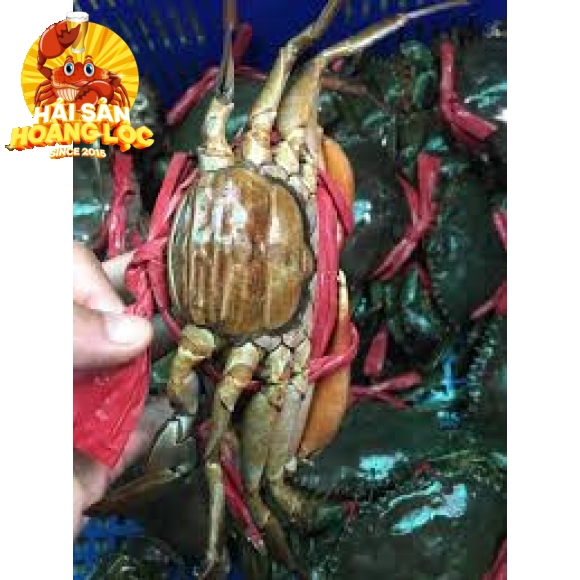 Cua gạch