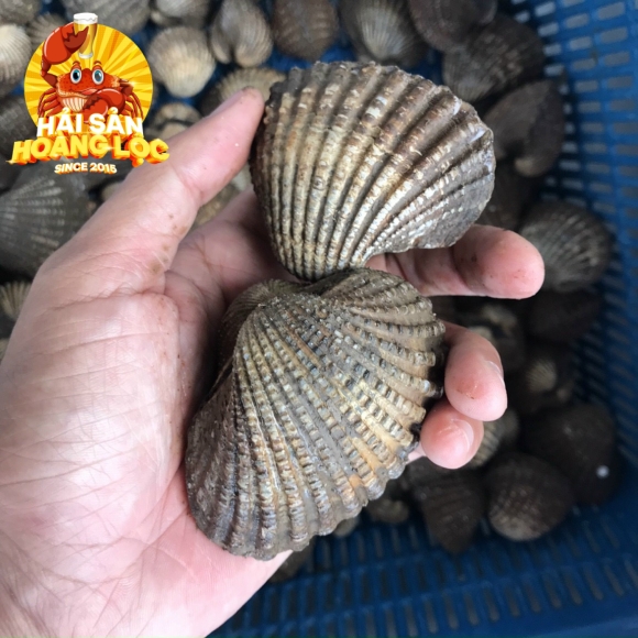 Sò huyết Cồ