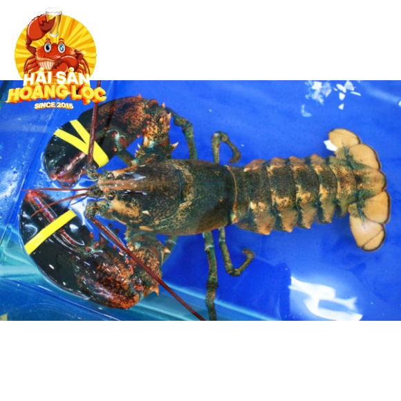 Alaska Size 3kg