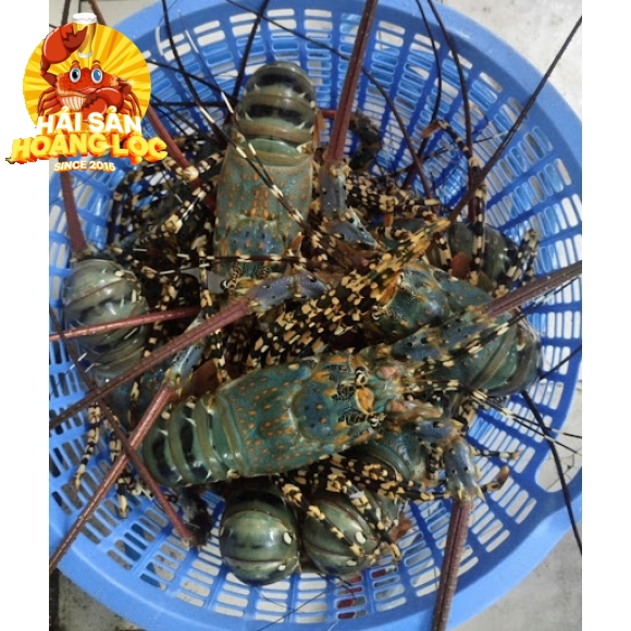 Hùm Bông Size 0,3kg